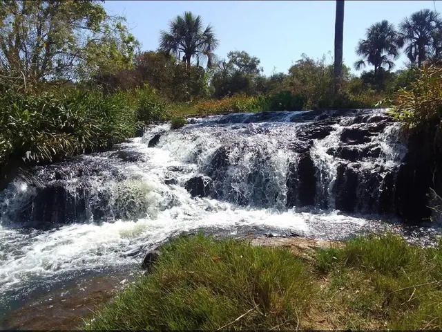 Imagem 3: Fazenda com Cana Próximo Uberlândia