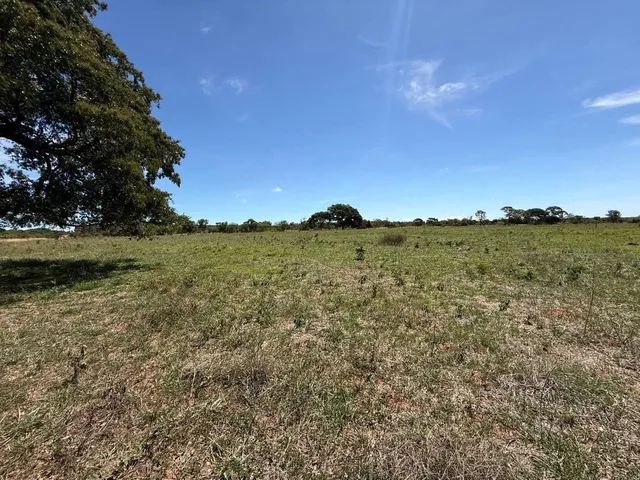 Imagem 8: Fazenda com Cana Próximo Uberlândia