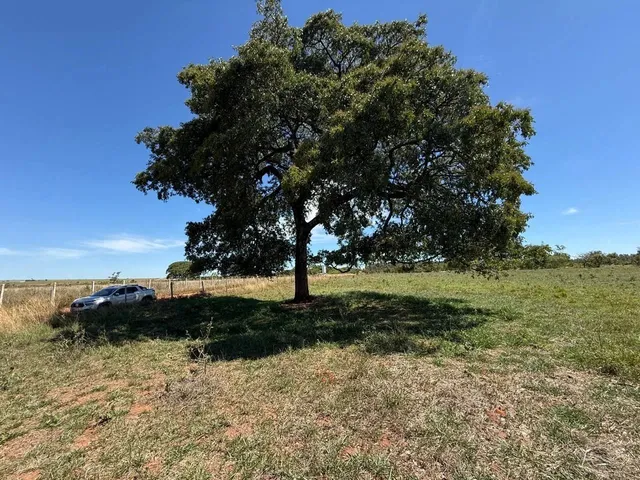 Imagem 9: Fazenda com Cana Próximo Uberlândia