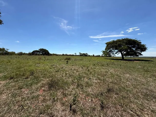 Imagem 10: Fazenda com Cana Próximo Uberlândia