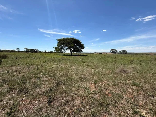 Imagem 11: Fazenda com Cana Próximo Uberlândia