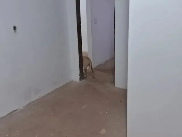 Imagem 5: Urgente! Excelente Lote de 862M²! com Casa na Laje de 3Quartos! Iptu! Cond. Fechado!
