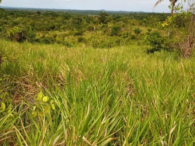 Imagem 14: Terreno À Venda de 492Ha - Amajari