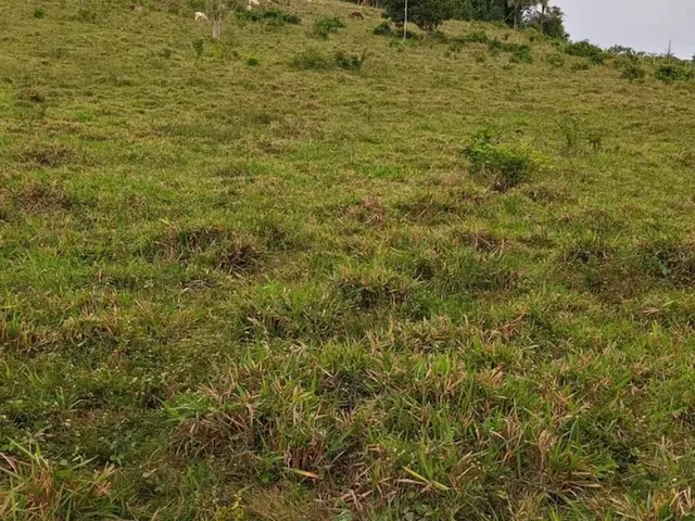 Imagem 2: Terreno À Venda de 492Ha - Amajari
