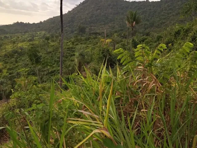 Imagem 9: Terreno À Venda de 492Ha - Amajari