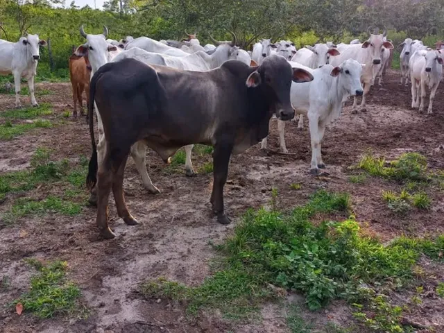 Imagem 10: Terreno À Venda de 492Ha - Amajari