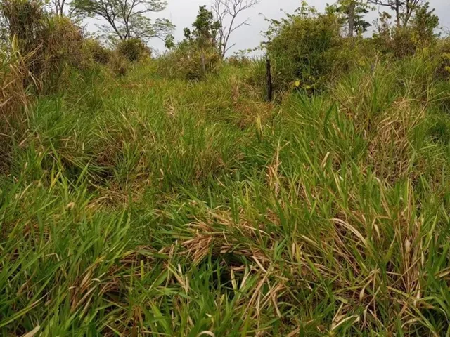 Imagem 13: Terreno À Venda de 492Ha - Amajari