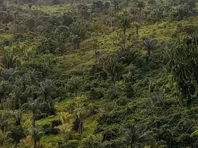 Imagem 4: Terreno À Venda de 492Ha - Amajari
