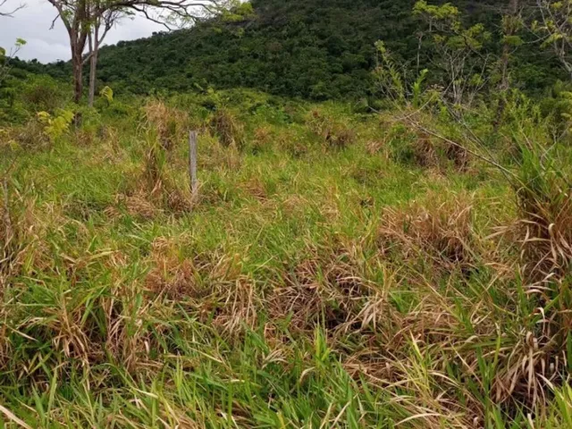 Imagem 6: Terreno À Venda de 492Ha - Amajari
