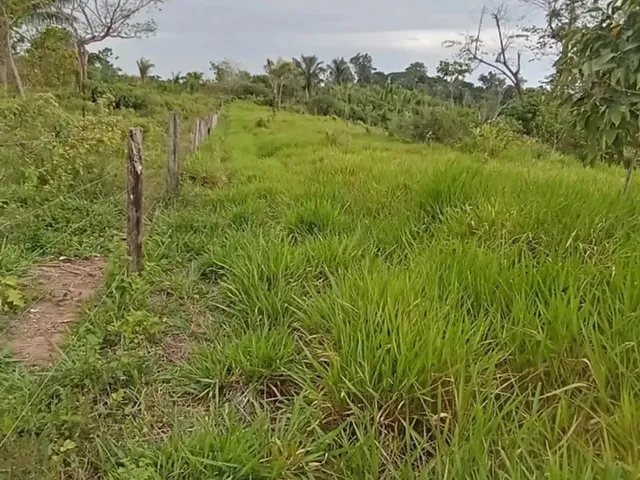Imagem 11: Terreno À Venda de 492Ha - Amajari
