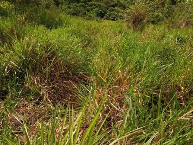 Imagem 15: Terreno À Venda de 492Ha - Amajari