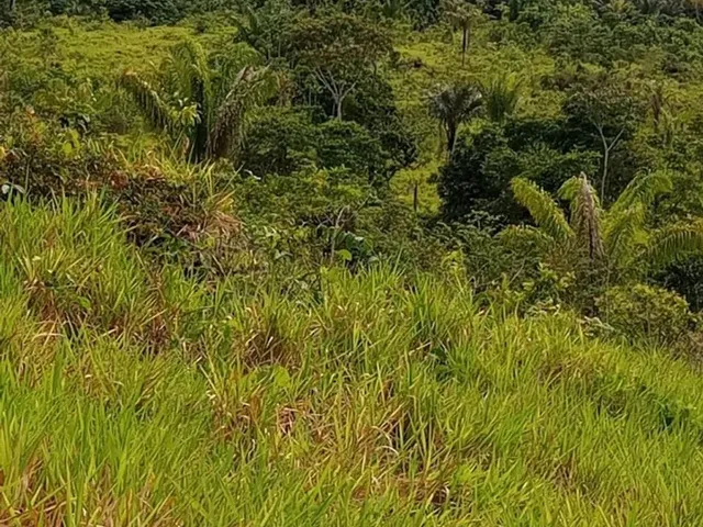 Imagem 16: Terreno À Venda de 492Ha - Amajari