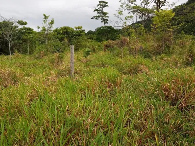Imagem 12: Terreno À Venda de 492Ha - Amajari