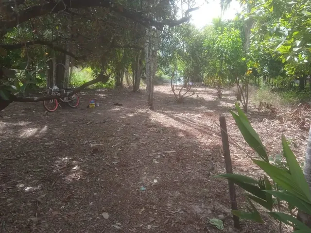 Imagem: Terreno Bem Arborizado