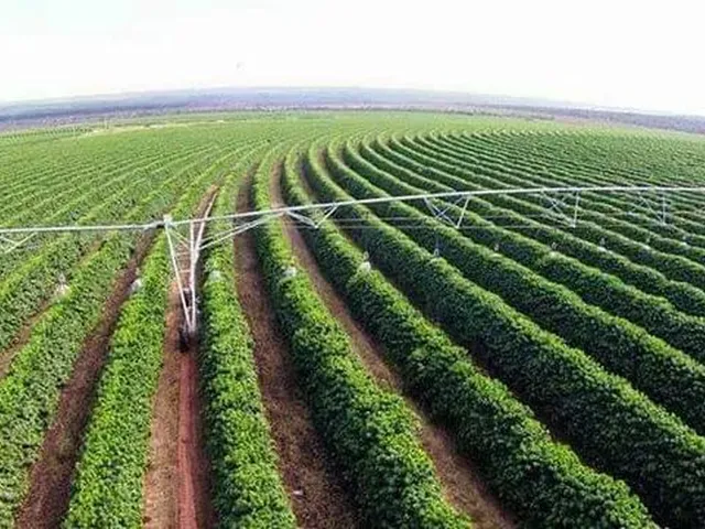 Imagem: Buritizeiro/Mg- Fazenda de Café de 2.050,00