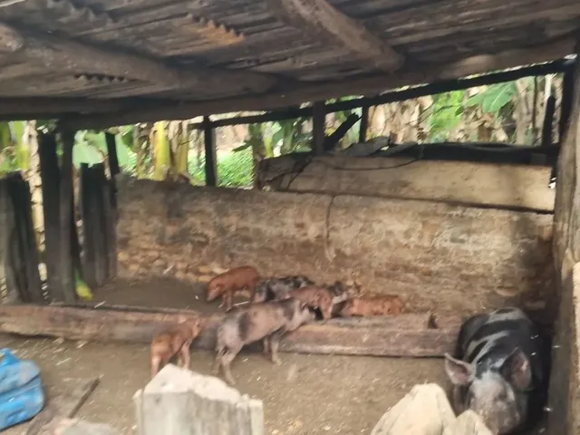 Imagem 7: Chácara 2.660 Metros Valor 430.000