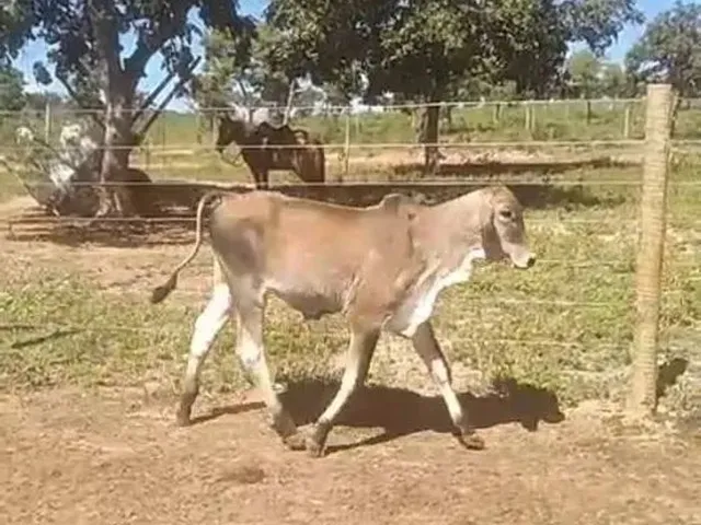 Imagem 8: Aceita Caminhonete Ou Lote Como Parte de Pagamento...sitio Próximo Claro dos Poçoes.