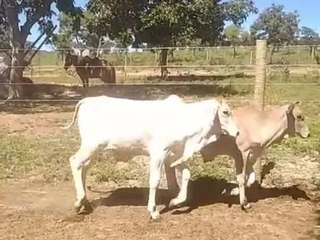 Imagem 10: Aceita Caminhonete Ou Lote Como Parte de Pagamento...sitio Próximo Claro dos Poçoes.