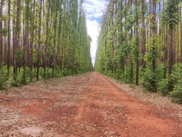 Imagem: Fazenda de Eucalipto 6.300Hect em Bonito