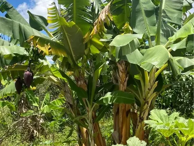 Imagem 16: Sítio a 30Km de Juramento