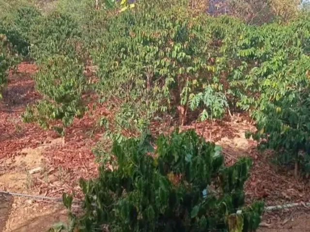 Imagem 10: Sitio 14.5 Hectares a 22 Km de Montes Claros Nova Esperança / Ou Estrada Produção
