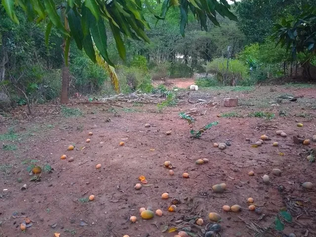 Imagem 6: Vendo Chácara em Campus Elísios