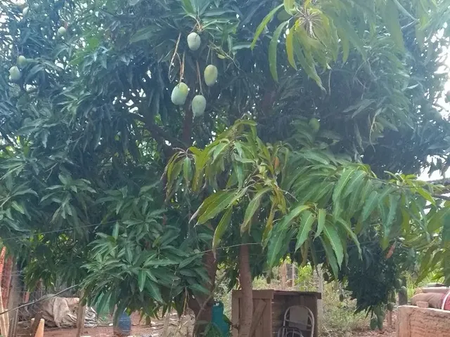 Imagem 7: Vendo Chácara em Campus Elísios