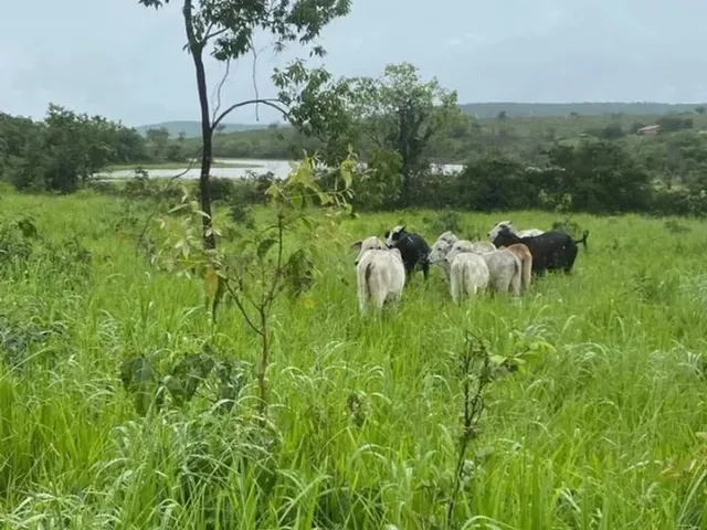 Imagem 3: Fazenda 404 Hectares Próximo a Salinas/Mg
