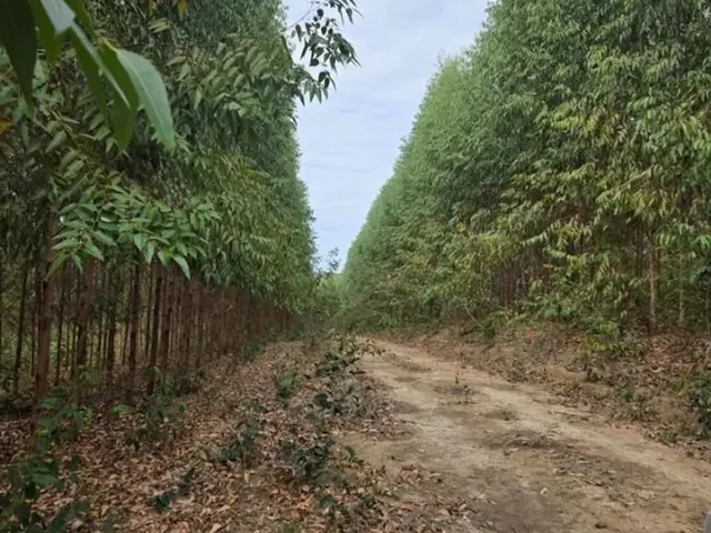 Imagem 8: Fazenda 404 Hectares Próximo a Salinas/Mg