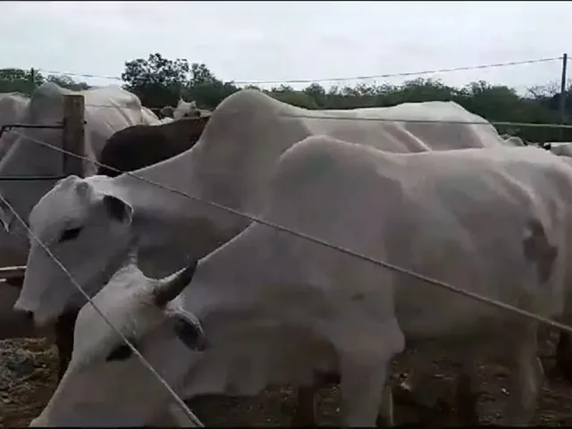 Imagem: Dupla Aptidão, Agricultura, Pecuária,Pocilga,Tanque