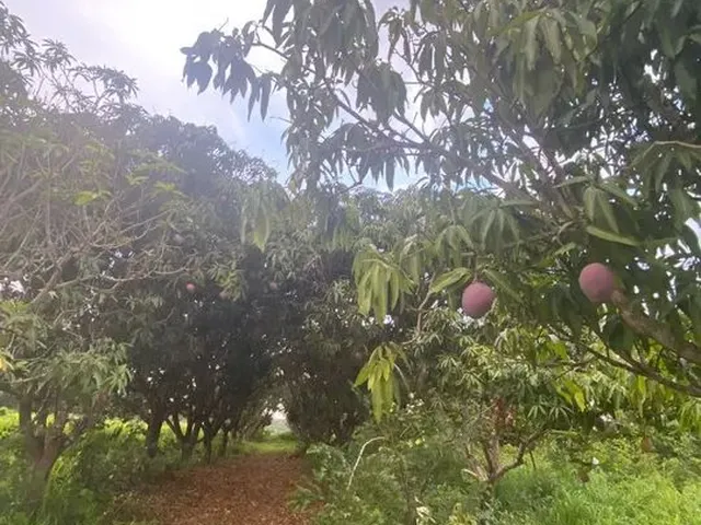 Imagem 16: Chácara 26.800 M²..Permuta Apto ,Chácara Próximo da Cidade..