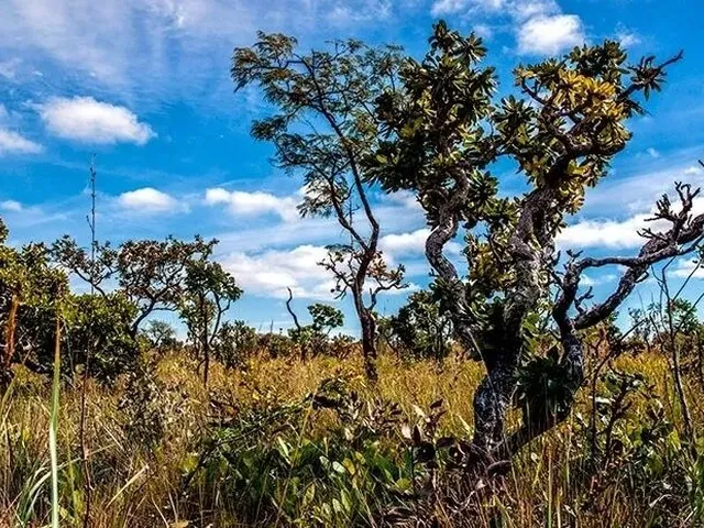 Imagem 1: Chácara 10.000M² Com. Califórnia