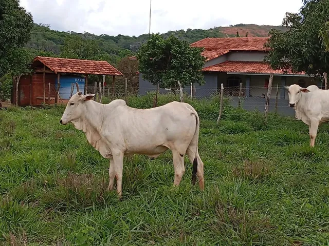 Imagem 2: Sitio 11 Hectares ,Caixa Dagua 50.000 Litros,Irrigação,Poco Proprio,Casa de Lage