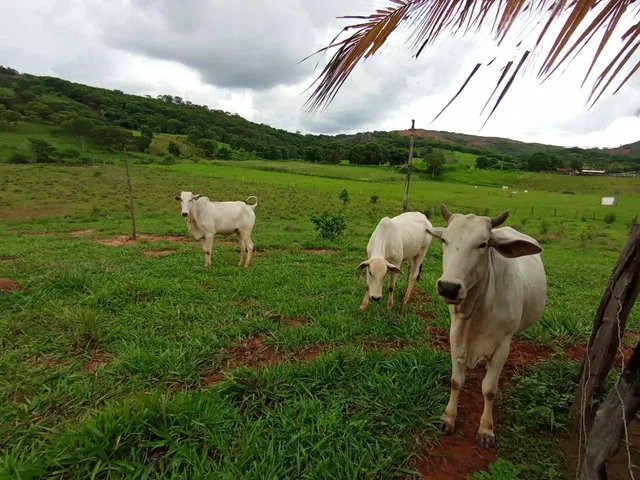 Imagem 6: Sitio 11 Hectares ,Caixa Dagua 50.000 Litros,Irrigação,Poco Proprio,Casa de Lage