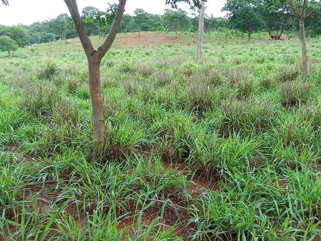 Imagem 14: Sitio 11 Hectares ,Caixa Dagua 50.000 Litros,Irrigação,Poco Proprio,Casa de Lage