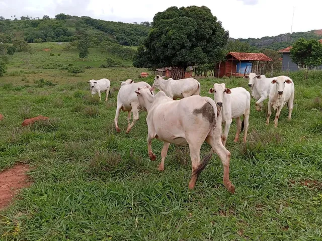 Imagem 12: Sitio 11 Hectares ,Caixa Dagua 50.000 Litros,Irrigação,Poco Proprio,Casa de Lage