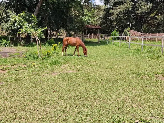 Imagem 2: Sítio 7 Alqueires, Brejão