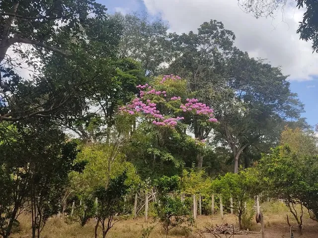 Imagem 6: Sítio 7 Alqueires, Brejão