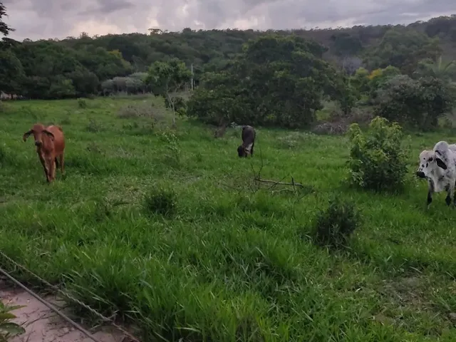 Imagem 12: Sítio 7 Alqueires, Brejão