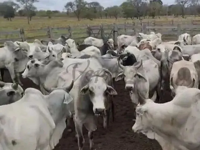 Imagem: Fazenda À Venda Porteira Fechada Januária/Mg