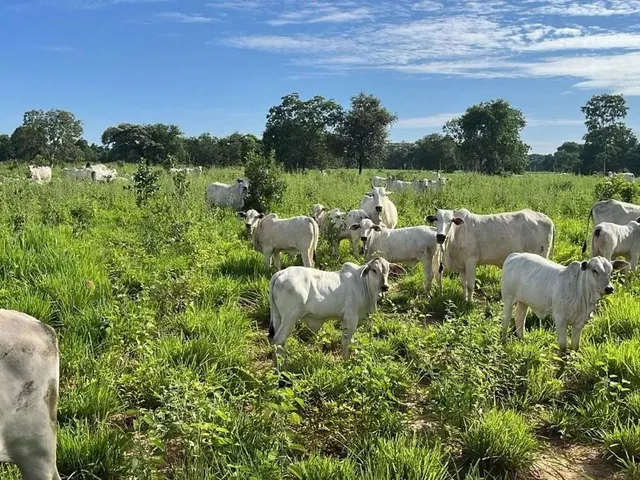 Imagem: Fazenda em Buritizeiro Mg na Beira do Rio
