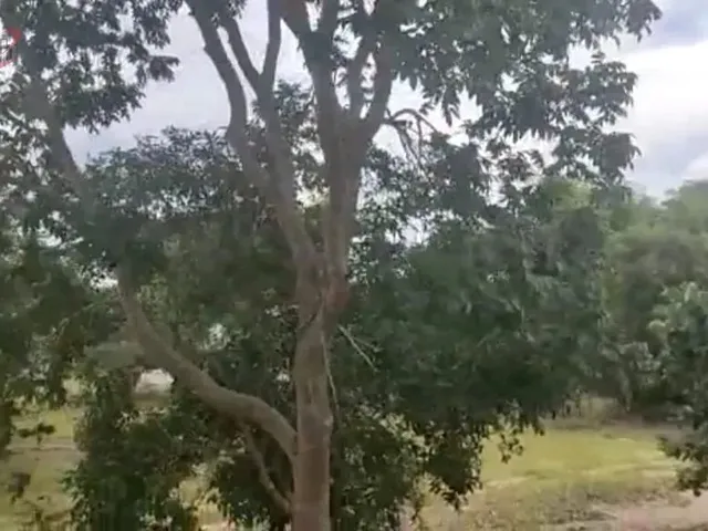 Imagem 12: Fazenda para Venda em Centro Chapada Gaúcha-Mg