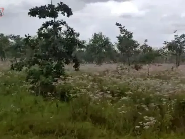 Imagem 5: Fazenda para Venda em Centro Chapada Gaúcha-Mg
