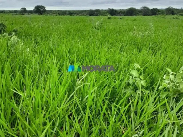 Imagem: Fazenda À Venda - 4.000 Hectares - Jaíba