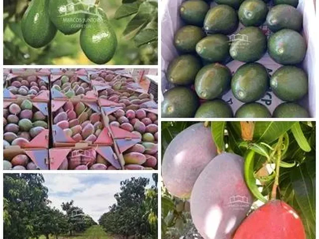 Imagem: Fazenda de Abacate e Manga a Venda no Norte