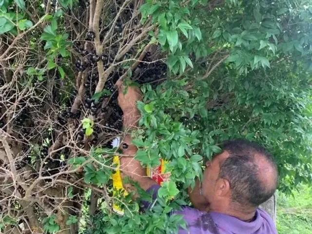 Imagem 15: Fazenda / Sítios / Chácaras com 3 Quartos À Venda em Esmeraldas