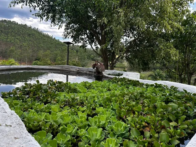 Imagem 13: Aluguel de Granja - Pirapetinga/Torreões