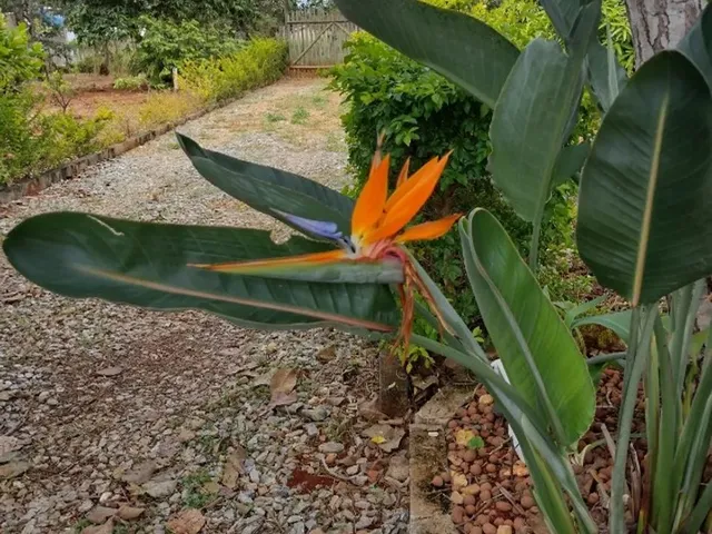 Imagem 14: Alugo Sítio Jaboticatubas a Caminho da Serra do Cipó
