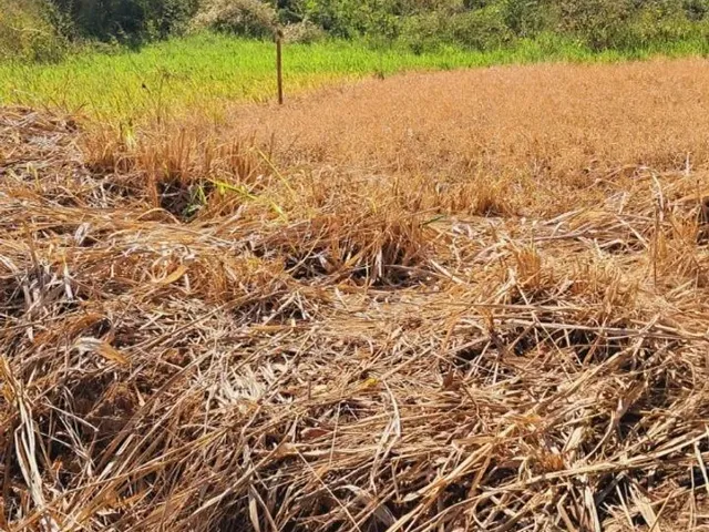 Imagem 5: Terreno 2 Min da Lagoa do Siri
