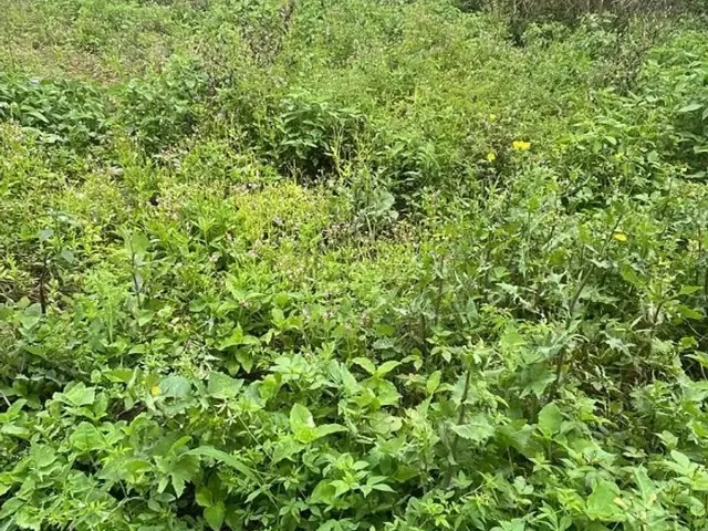 Imagem 6: Terreno em Marataizes